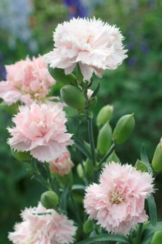 100 Carnation - Chabaud La France Seeds - Seed World