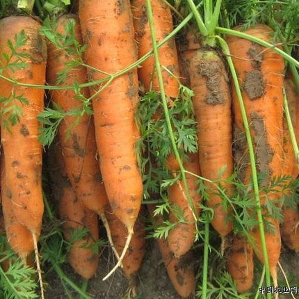 100 Carrot Seeds - Seed World