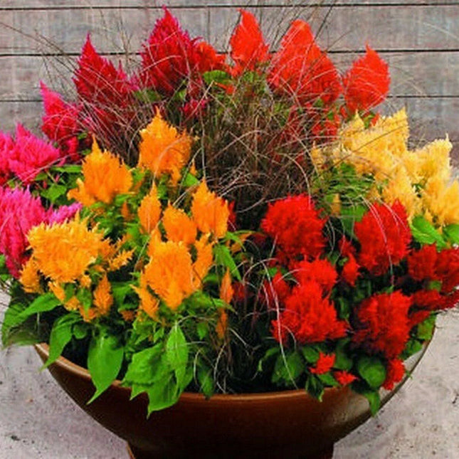 100 Celosia - Pampas Plume Mix Seeds - Seed World