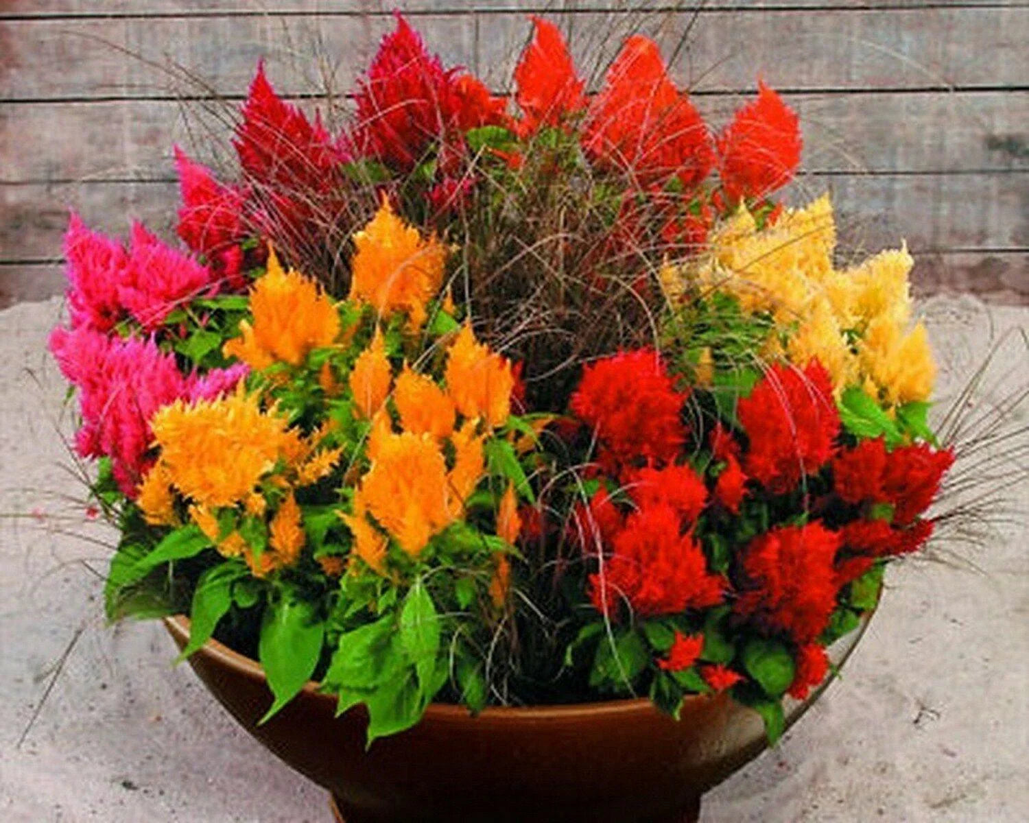 100 Celosia - Pampas Plume Mix Seeds - Seed World