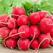 100 Champion Radish Seeds - Seed World