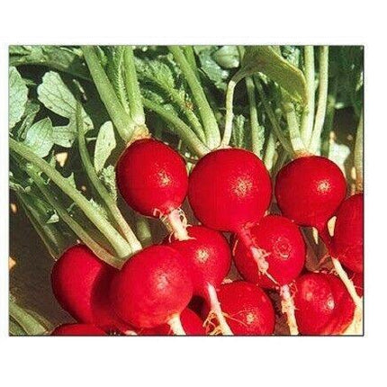 100 Champion Radish Seeds - Seed World