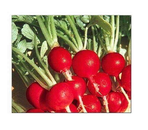 100 Champion Radish Seeds - Seed World