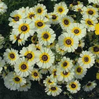100 Chrysanthemum - Polar Star Seeds - Seed World