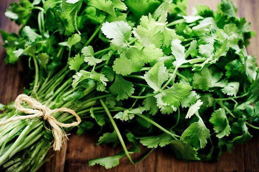 100 Cilantro - Coriander Seeds - Seed World