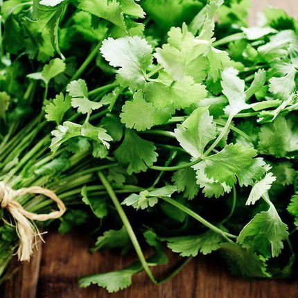 100 Cilantro Coriander Seeds – Fresh Culinary Herb - Seed World