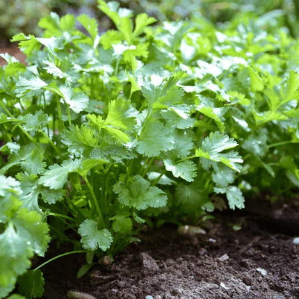 100 Cilantro Coriander Seeds – Fresh Culinary Herb - Seed World