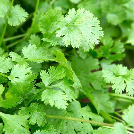 100 Cilantro Coriander Seeds – Fresh Culinary Herb - Seed World