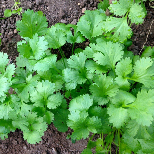 100 Cilantro Coriander Seeds – Fresh Culinary Herb - Seed World