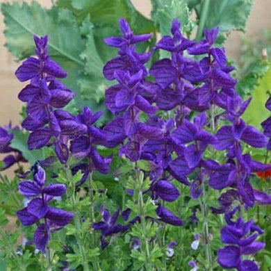 100 Clary Sage Blue Monday Seeds - Seed World