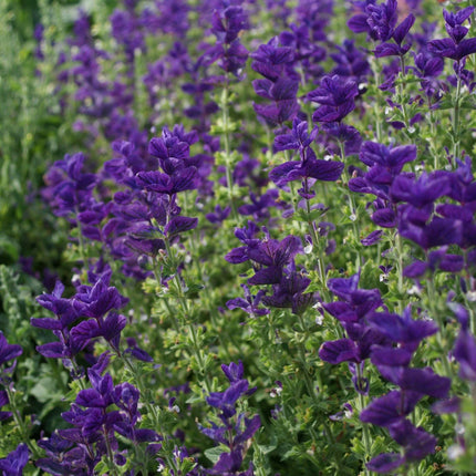 100 Clary Sage Blue Monday Seeds - Seed World