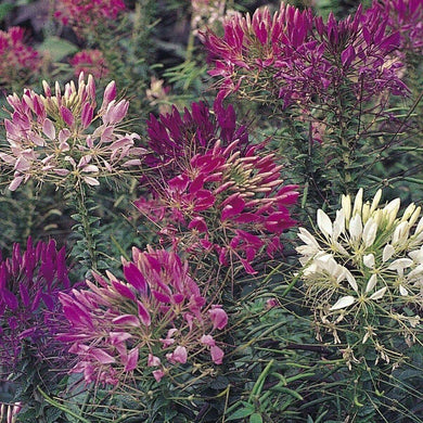 100 Cleome Mix Seeds - Seed World