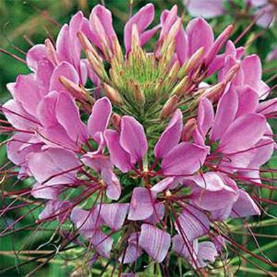 100 Cleome - Violet Queen Seeds - Seed World