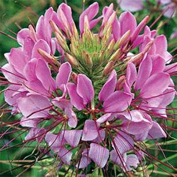 100 Cleome - Violet Queen Seeds - Seed World