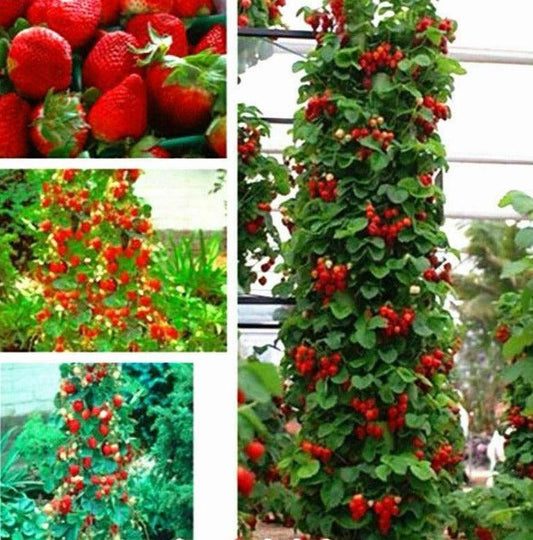 100 Climbing Strawberry Seeds - Seed World