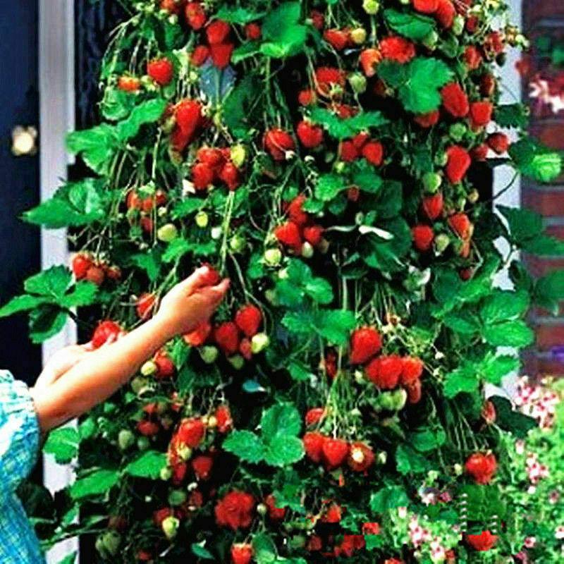 100 Climbing Strawberry Seeds - Seed World