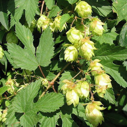 100 Common Hops Seeds - Seed World