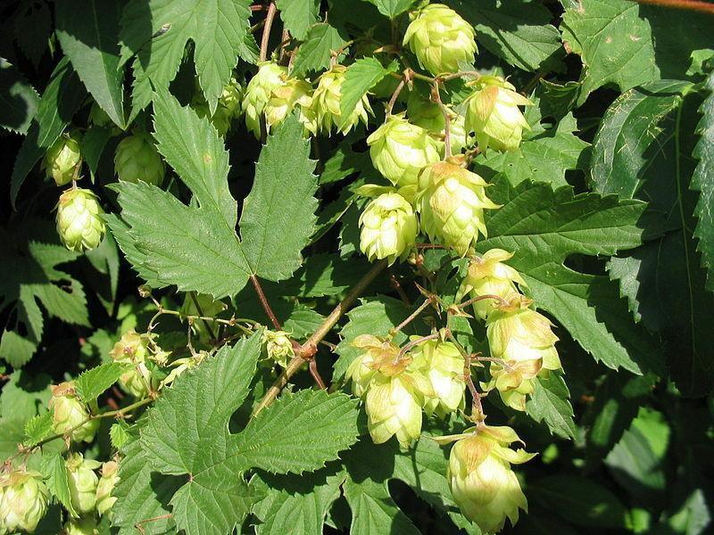 100 Common Hops Seeds - Seed World