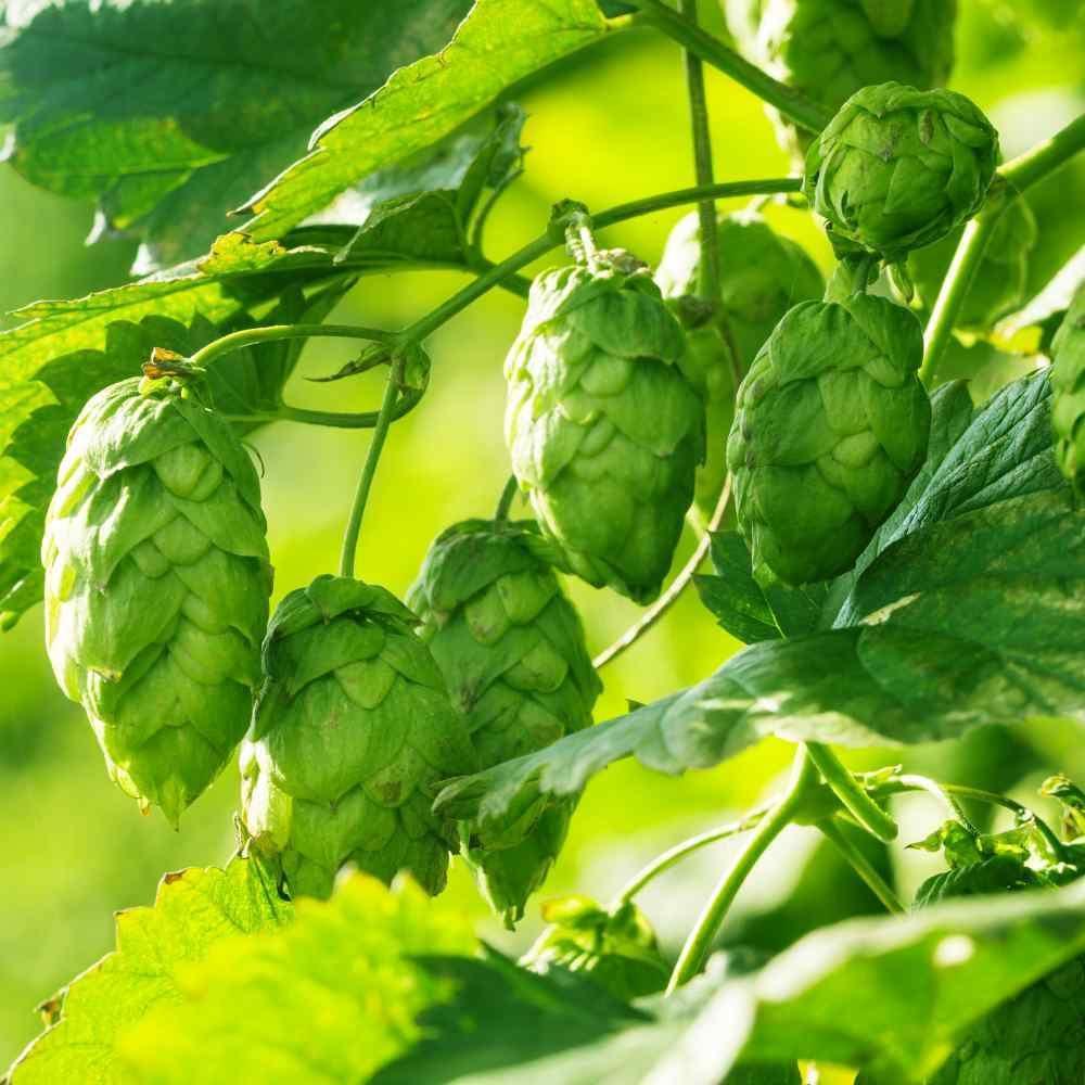 100 Common Hops Seeds - Seed World