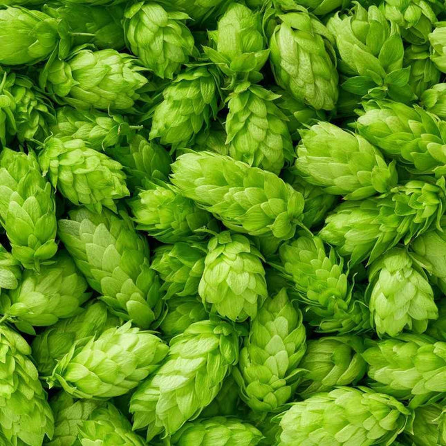 100 Common Hops Seeds - Seed World