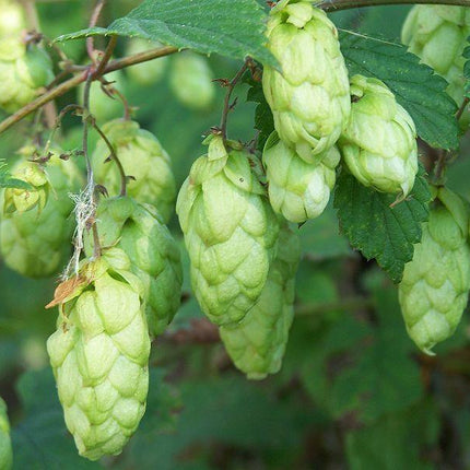 100 Common Hops Seeds - Seed World