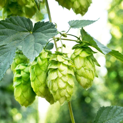 100 Common Hops Seeds - Seed World
