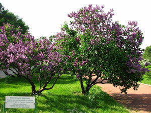 150 Common Lilac Tree Seeds - Seed World