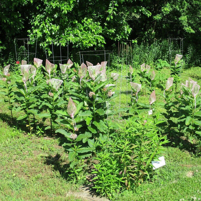 100 Common Milkweed (Asclepias Syriaca) Seeds - Seed World