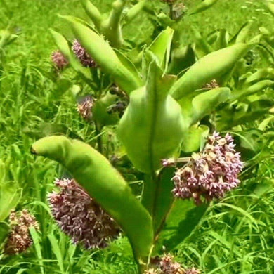 100 Common Milkweed (Asclepias Syriaca) Seeds - Seed World