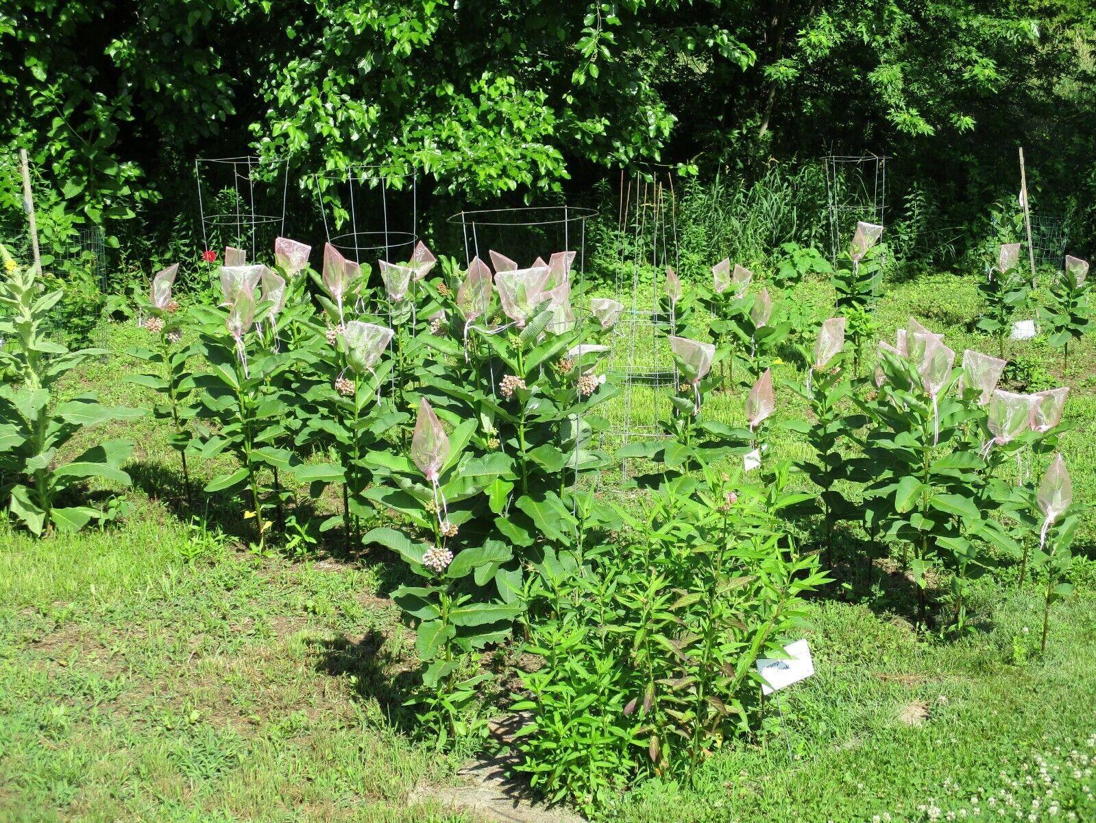 100 Common Milkweed (Asclepias Syriaca) Seeds - Seed World