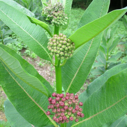 100 Common Milkweed (Asclepias Syriaca) Seeds - Seed World