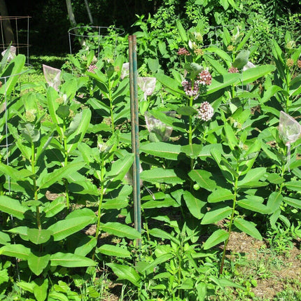 100 Common Milkweed (Asclepias Syriaca) Seeds - Seed World