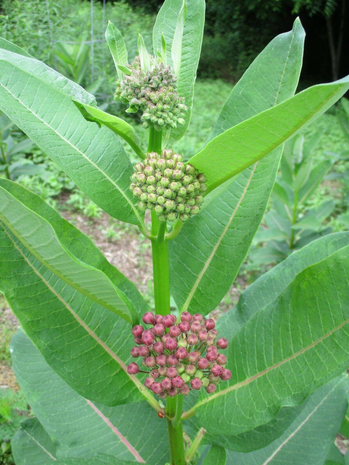100 Common Milkweed (Asclepias Syriaca) Seeds - Seed World