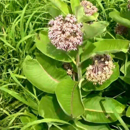 100 Common Milkweed (Asclepias Syriaca) Seeds - Seed World