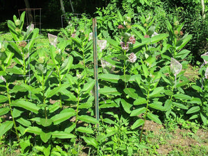 100 Common Milkweed (Asclepias Syriaca) Seeds - Seed World