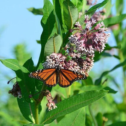 100 Common Milkweed (Asclepias Syriaca) Seeds - Seed World