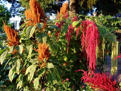 100 Copperhead Amaranthus Seeds - Seed World