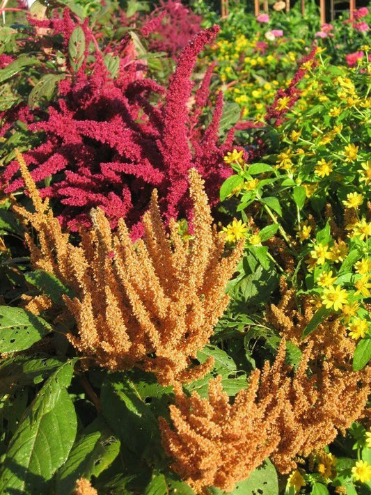 100 Copperhead Amaranthus Seeds - Seed World