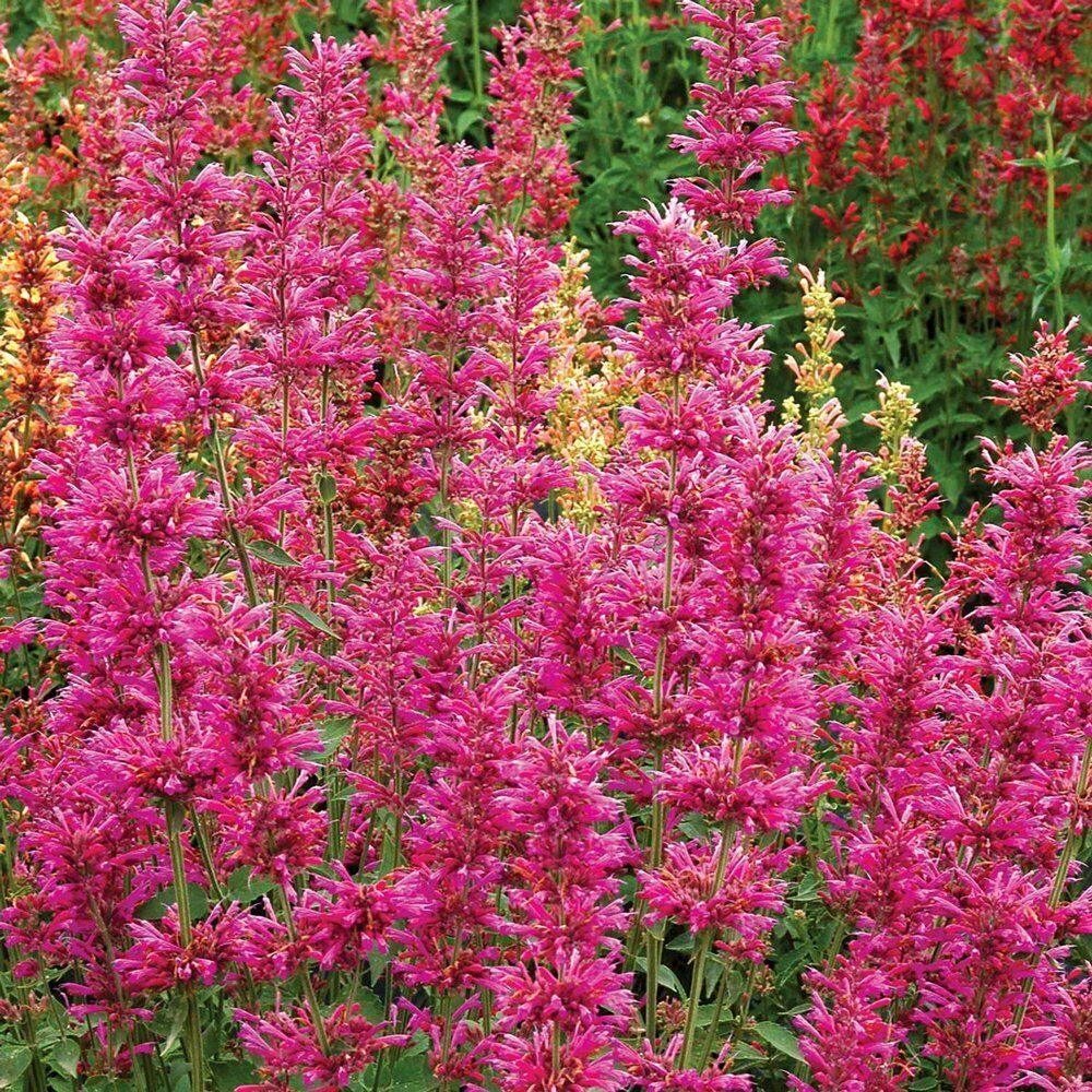 100 Coral Hyssop| Agastache Perennial Flower Seeds - Seed World
