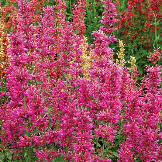 100 Coral Hyssop| Agastache Perennial Flower Seeds - Seed World