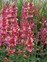 100 Coral Hyssop| Agastache Perennial Flower Seeds - Seed World