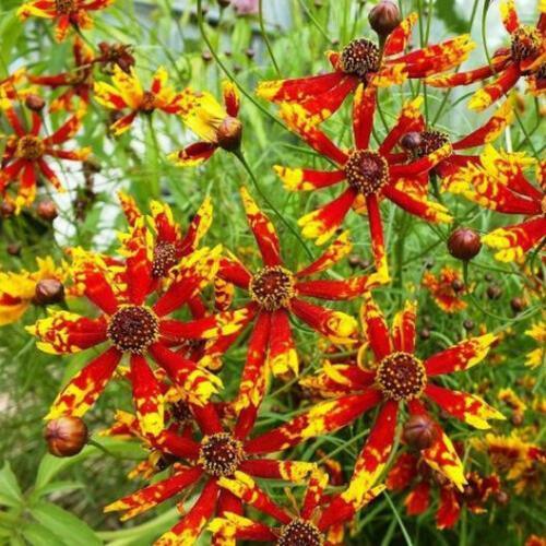 100 Coreopsis - Radiana Tigrina Seeds - Seed World