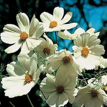 100 Cosmos Bipinnatus Sensation Purity White Seeds - Seed World