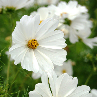 100 Cosmos Bipinnatus Sensation Purity White Seeds - Seed World