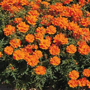 100 Cosmos - Sulphur Orange Seeds - Seed World