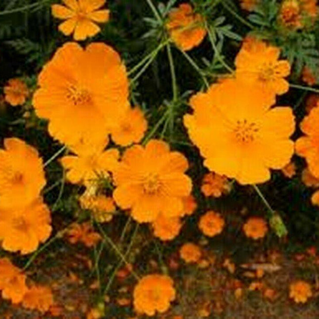 100 Cosmos - Sulphur Orange Seeds - Seed World