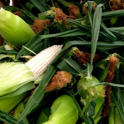 100 Country Gentleman White Corn Seeds - Seed World