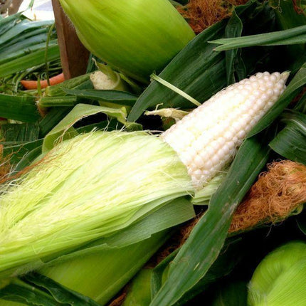 100 Country Gentleman White Corn Seeds - Seed World