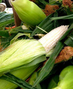 100 Country Gentleman White Corn Seeds - Seed World