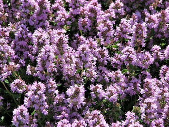 200 Creeping Thyme Seeds | Mother of Thyme Seeds - Seed World